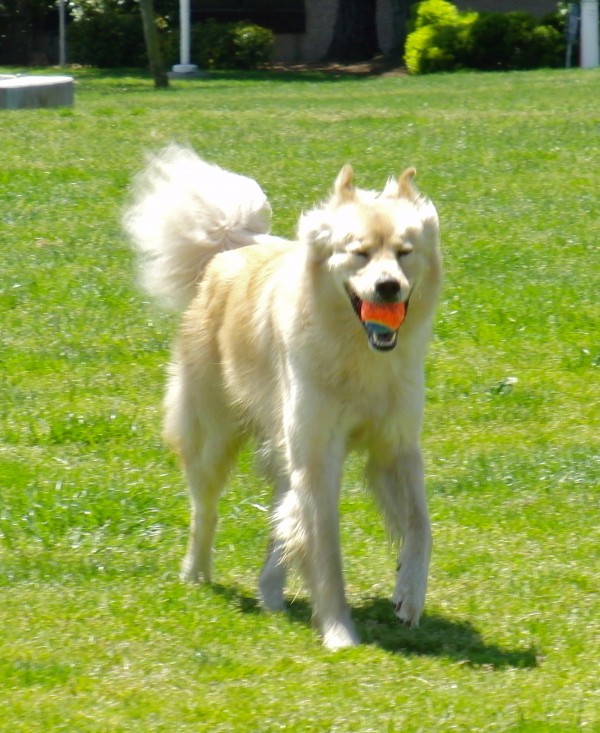 golden retriever mixed with chow. Chow/Golden Retriever Mix