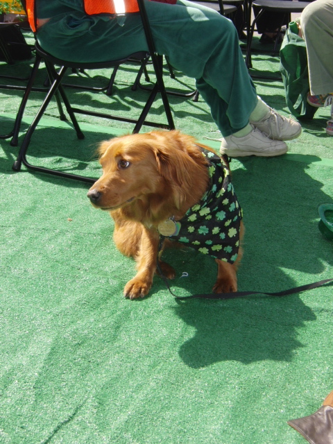 golden retriever mixed with chihuahua. Corgi/Golden Retriever Mix