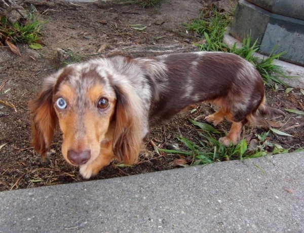 Long Haired Dachshund Breeders - wide 6