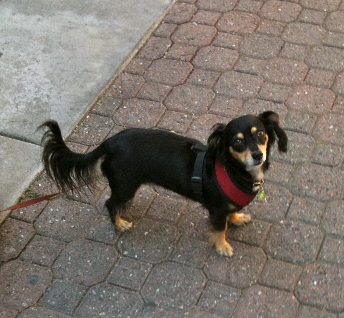 Dog of the Day LongHaired Dachshund The Dogs of San