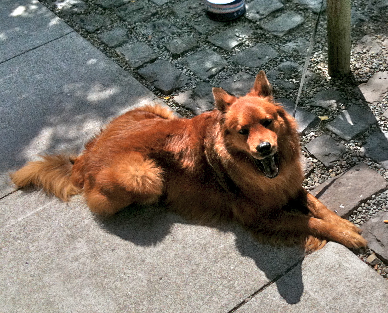 Featured Dog: Finnish Spitz - The Dogs of San FranciscoThe Dogs of San