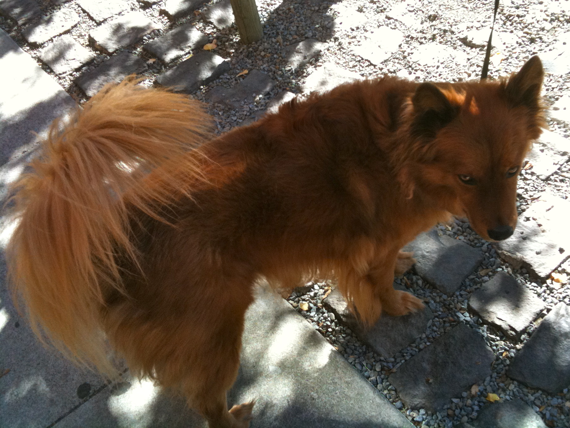 Featured Dog Finnish Spitz The Dogs Of San Francisco