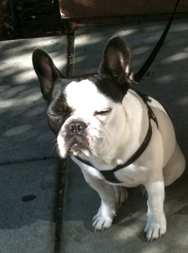 Dog of the Day: French Bulldog | The Dogs of San Francisco