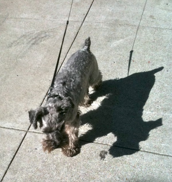 I'm being followed by a dogshadow, dog shadow dog shadow! -- Dog Stevens