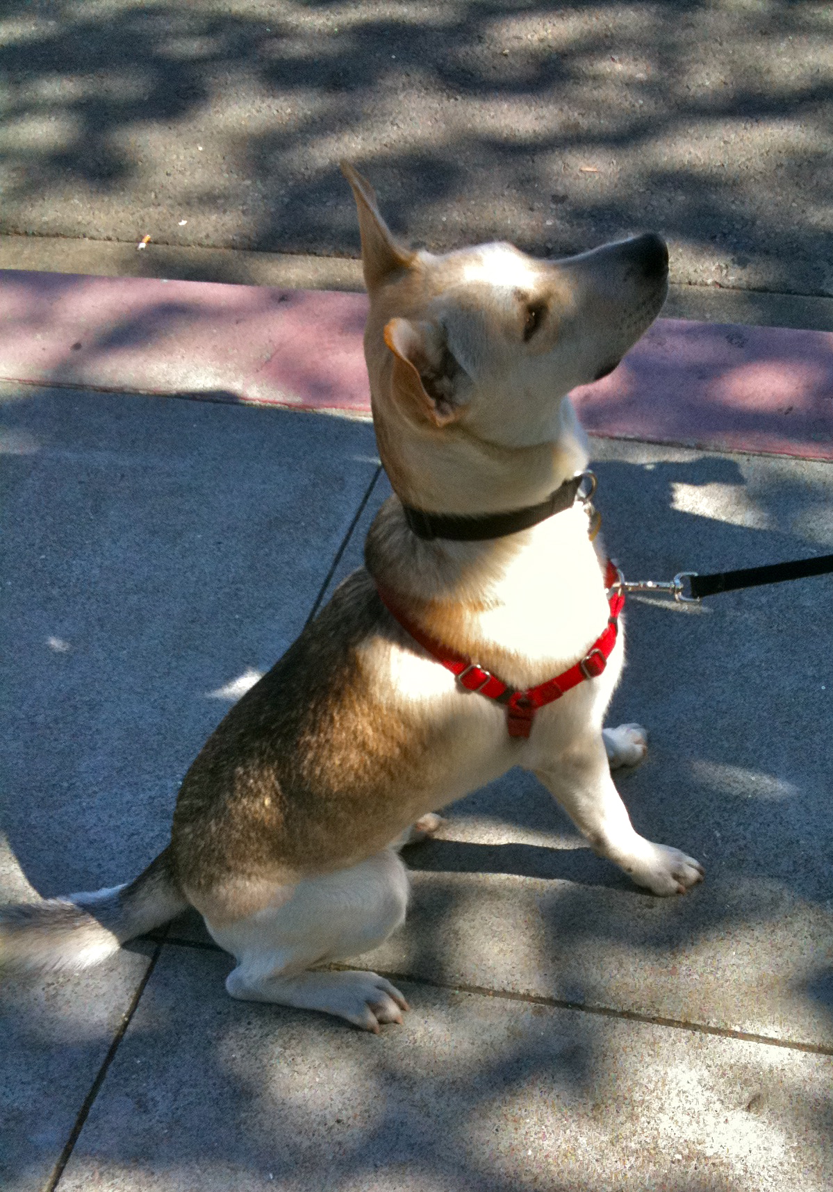 Dog Of The Day German Shepherd Mix The Dogs Of San Francisco