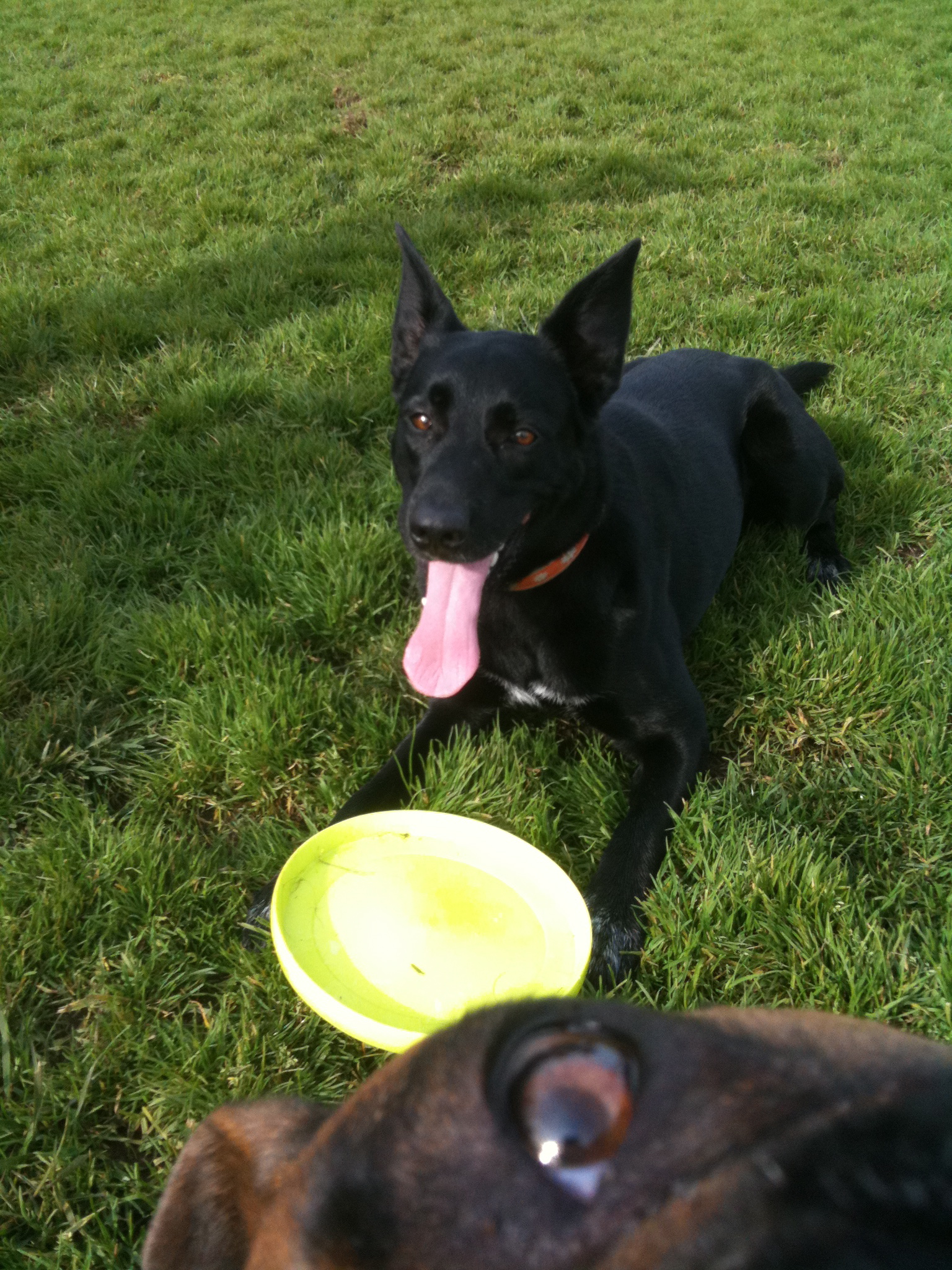 Double Dog Day: Black German Shepherd mix and - The Dogs of San