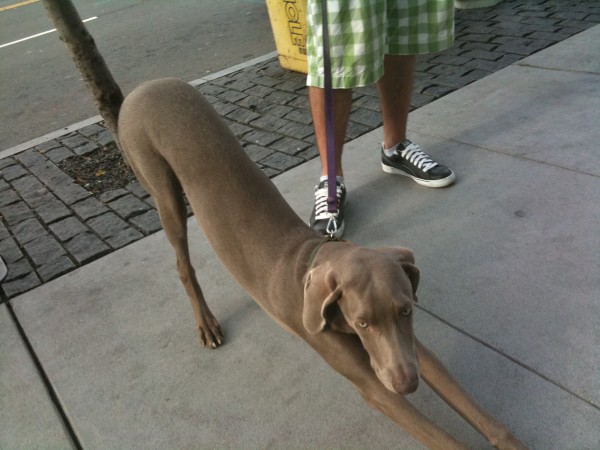 Weimaraners sometimes remind me of big dachshunds with in-proportion legs.