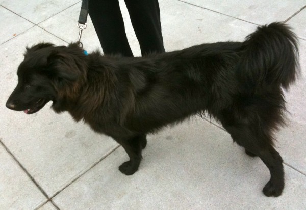 Flat-coated retrievers have really soft coats, and are considered 'eminently pettable' by our team of top judges.