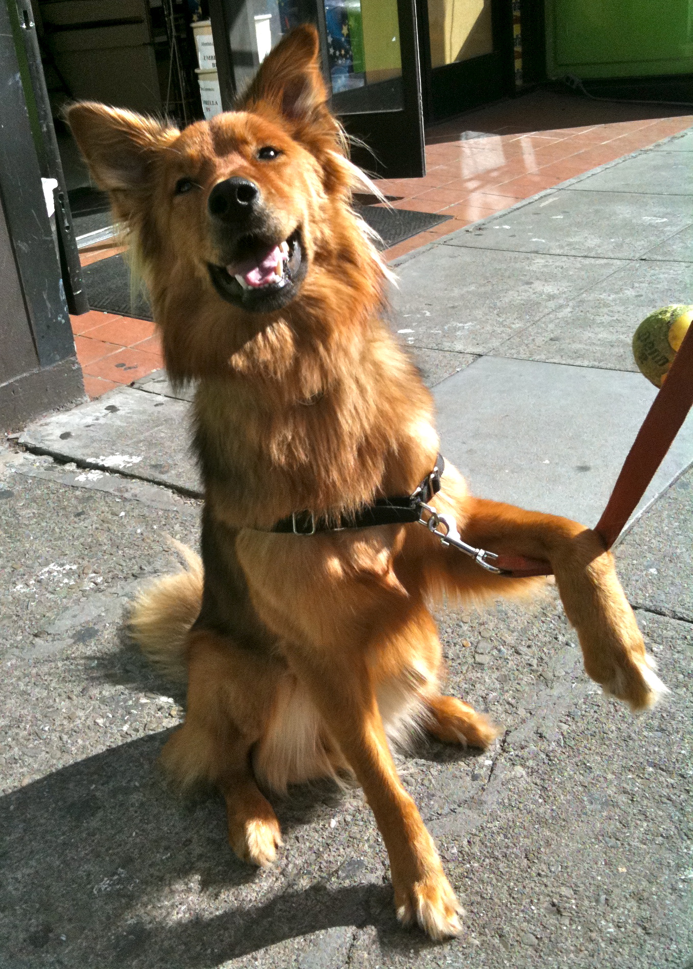 Dog of the Day German Shepherd/Collie Mix? The Dogs of