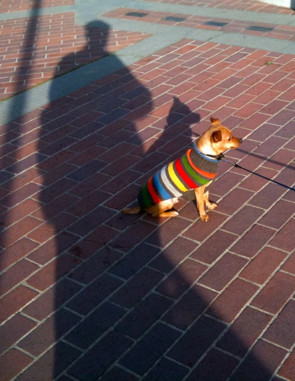 I'm normally not one for dog sweaters, but this one isn't bad.