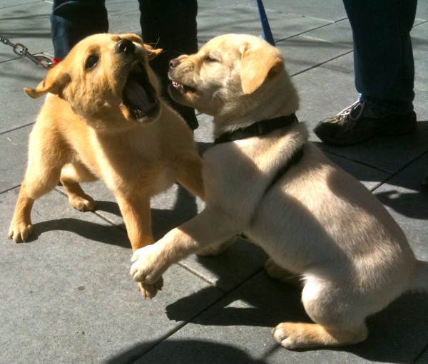 TWO CLEAN PUPPIES ENTER!  TWO DUSTY PUPPIES LEAVE!  (And a bunch of humans melt.)