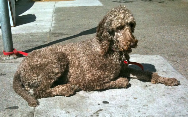 A poodle in its closest-to-natural state. Note the long-ish fur, the lack of poofballs, and the somewhat sarcastic expression.