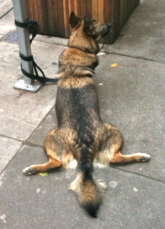 It's pretty rare to see an adult, decent-sized dog in this position. Also hysterical, and awesome.