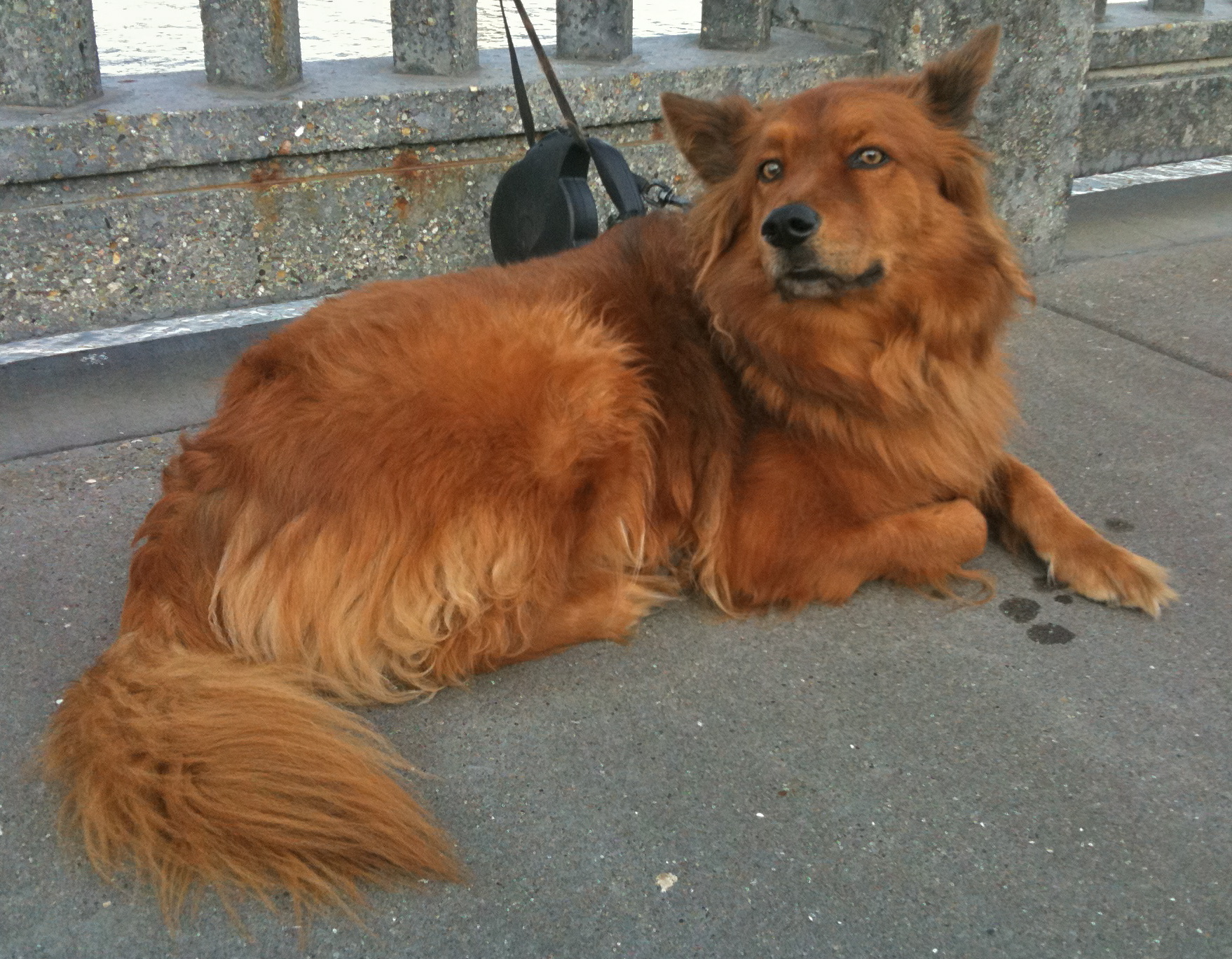 Dog Of The Day Charlie The Finnish Spitz Mix The Dogs Of San 