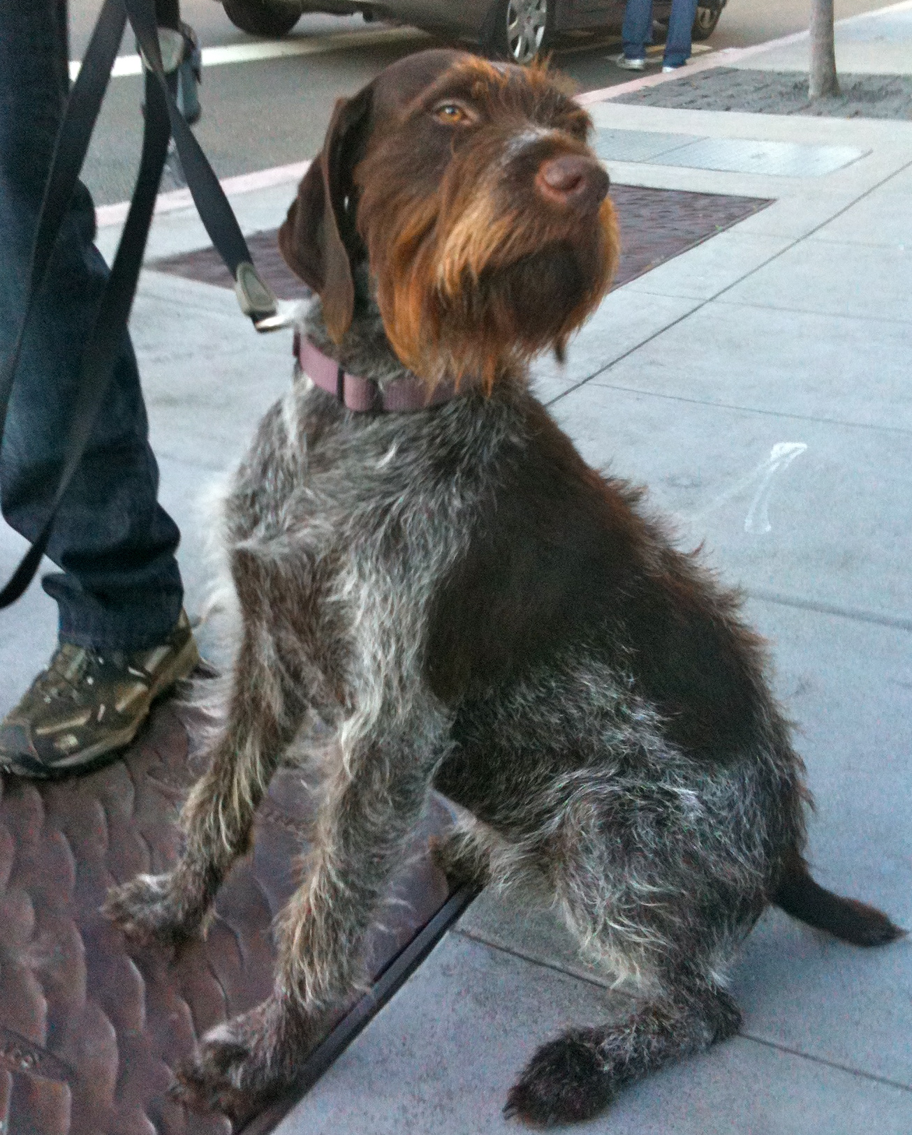 Dog Of The Day German Wire Haired Pointer The Dogs Of San