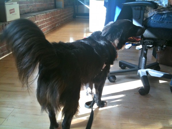Look at that tail. Border collies have poofly tails, but that one is just amazing.