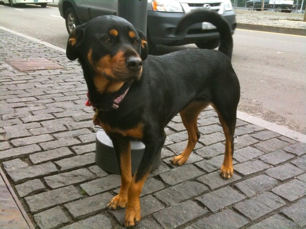Even with the goofy eyebrows, Rottweilers do do a great 'noble dog' impression, don't they?