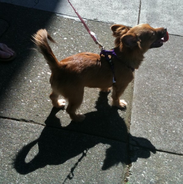 Look at that awesome dog shadow. You can even see a bit of a tongue-shadow.