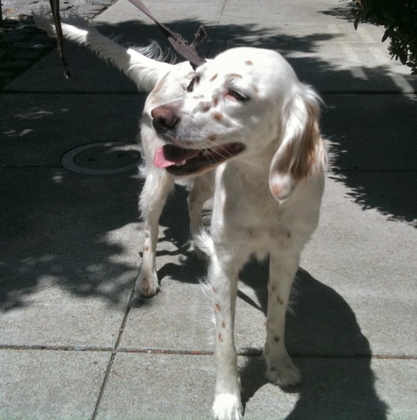 This is a much more typical expression for this dog. "If you're awesome and you know it, grin and wag (grin and wag!)"