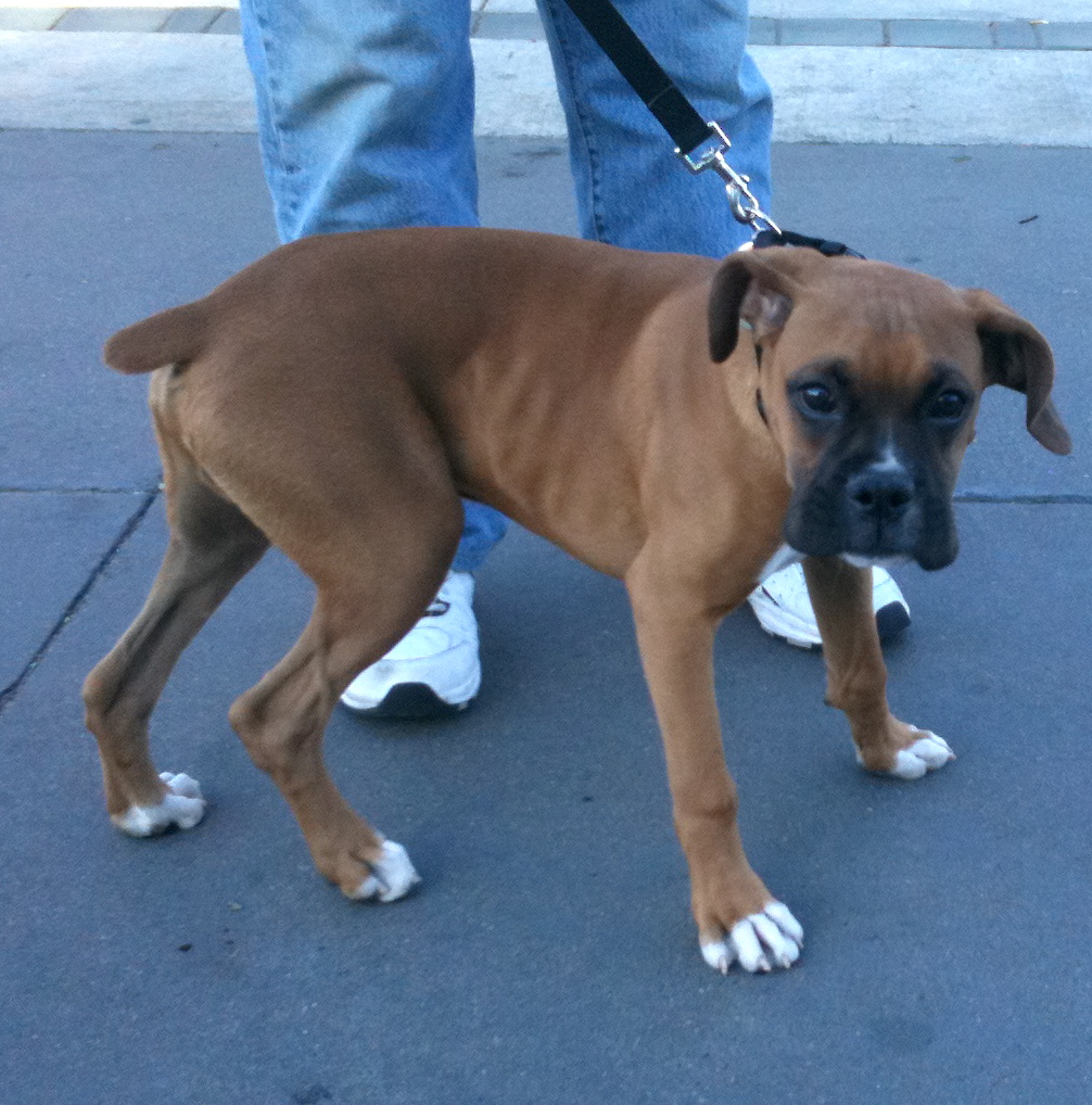 Dog of the Day Boxer Puppy The Dogs of San Francisco