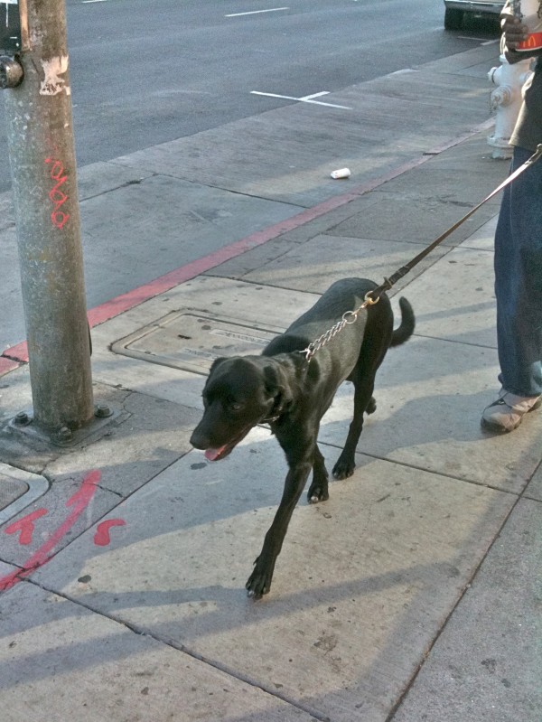 Young black lab. Such a cutie, almost but not quite full grown. He walked kind of like he was on a tightrope.
