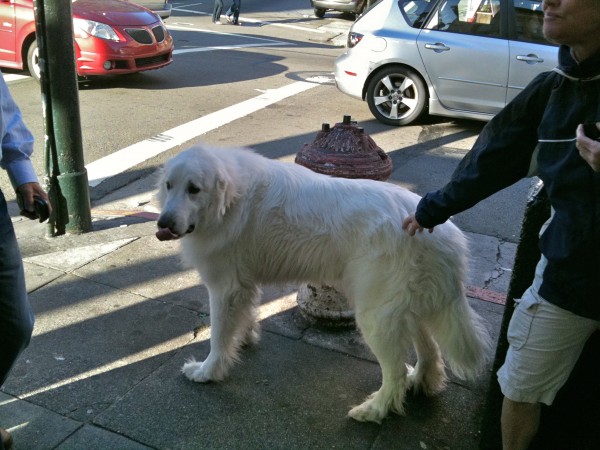 As I got closer, I realized that it was in fact a dog. Probably one bred to HERD polar bears.