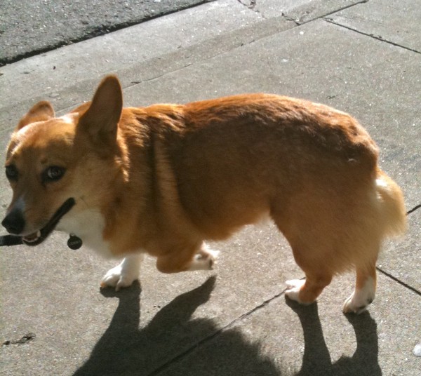 Now THAT's a typical corgi expression.