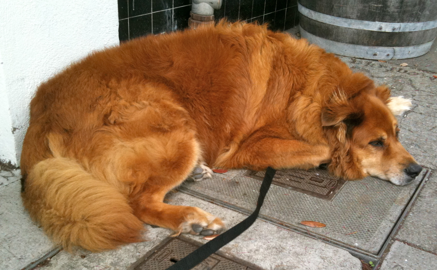 Dog Of The Day Nesta The Chow Golden German Shepherd Husky The Dogs Of San Francisco