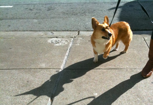 So foxy and cute! Also, bonus weird distorted dogshadow, to go with a (let's be honest) weird and distorted dog.