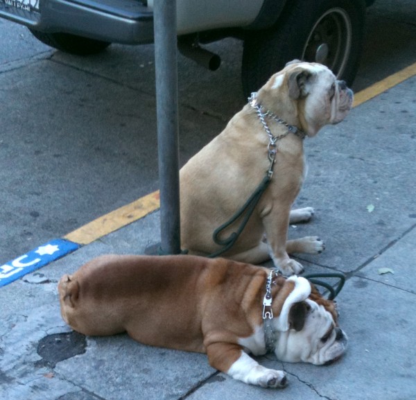 Bulldogs always look ridiculous to me, but when they're in a posture like the one in front they're especially goofy.