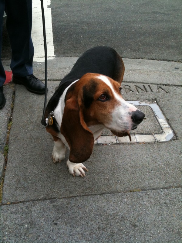 Ridiculous. I find basset hound ears wildly improbable. It's like seeing a person with eleven-inch-long eyebrows.