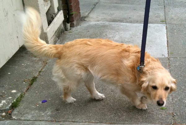 Never seen a dog like her before. She looks just like a slightly shrunken golden retriever with really short legs.
