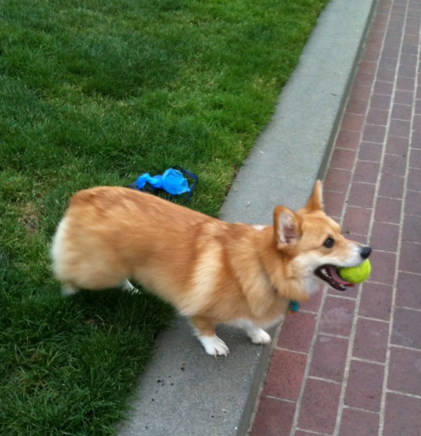 Pembroke Welsh corgi with tennis ball. Sometimes it's hard to remember how small corgis actually are without a reference point such as a tennis ball.