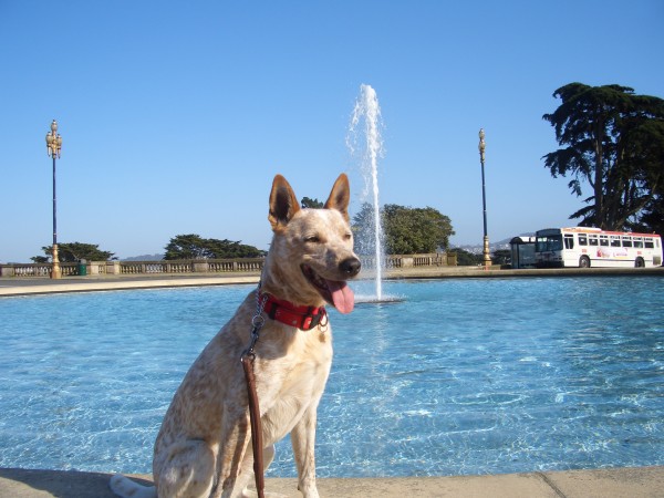 Red heeler, aka Australian cattle dog, in front of a fountain