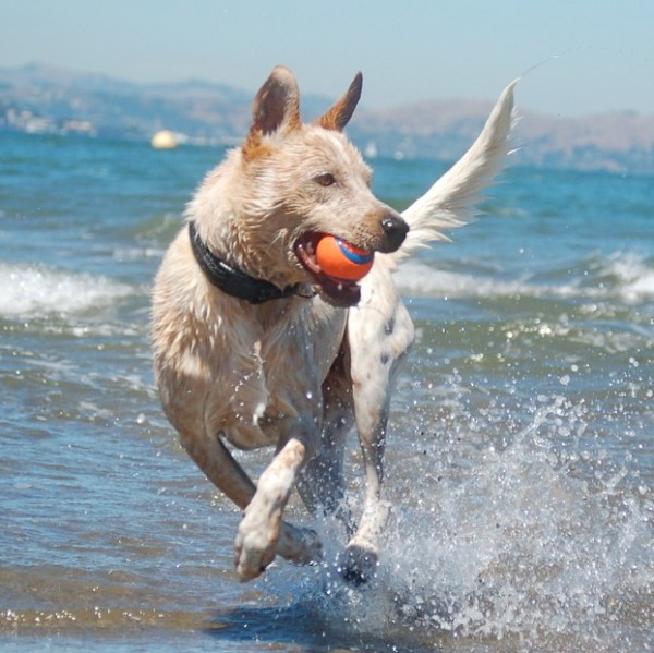 Australian cattle dog aka red heeler fetching a ball from the San Francisco bay