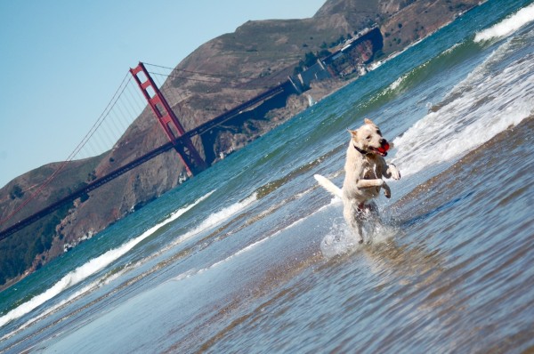Australian cattle dog aka red heeler in San Francisco bay, Golden Gate in the background