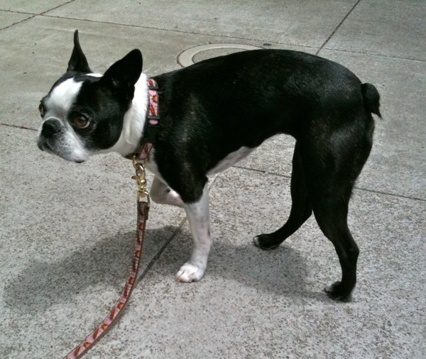 Dog of the Day Molly the Boston Terrier The Dogs of San