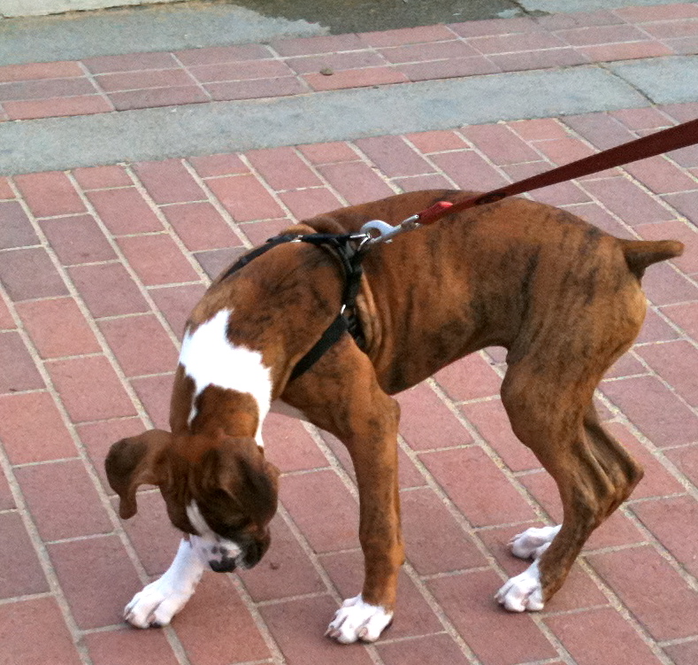 boxer dachshund