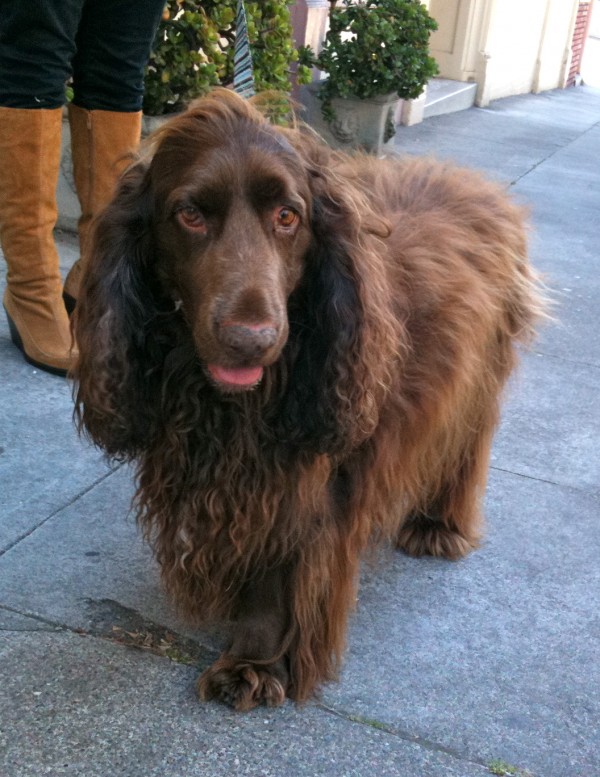 Field spaniel with a goofy (what other kind?) expression
