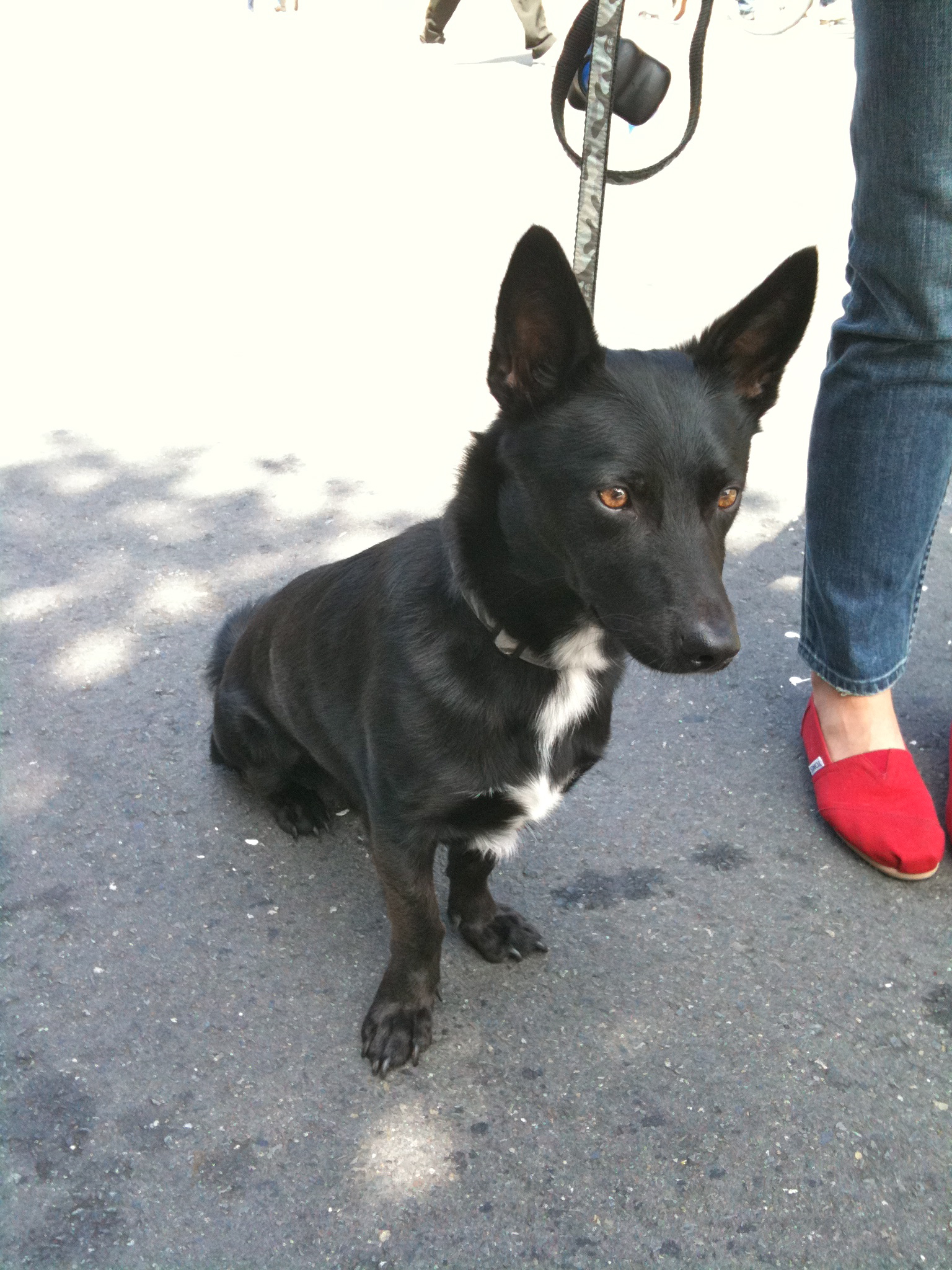 Dog of the Day Black German mix The Dogs