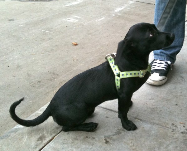 Half-dachshund, half labrador retriever puppy