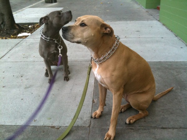 Two sitting American pit bull terriers