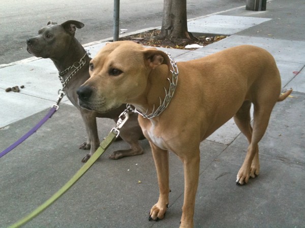 Two American pit bull terriers
