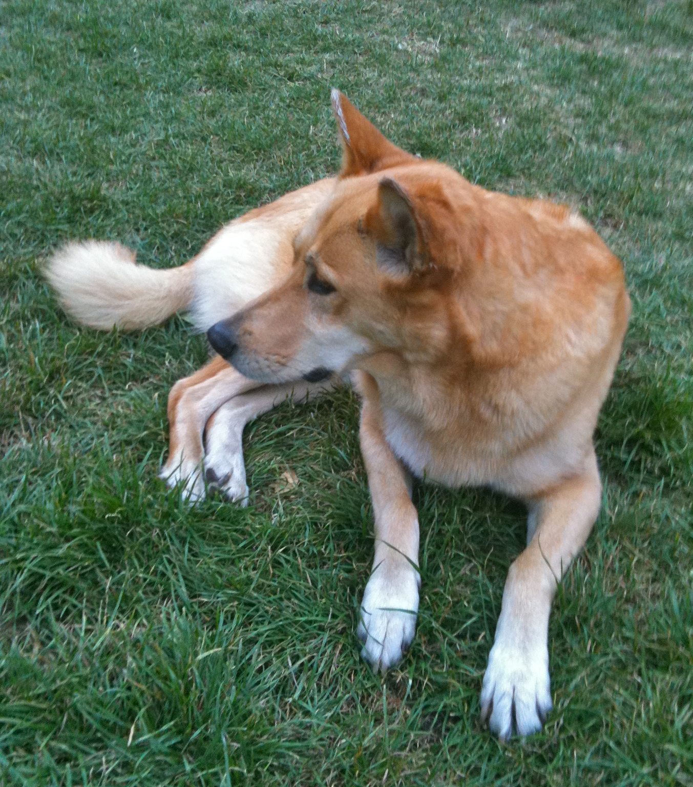 german shepherd spitz