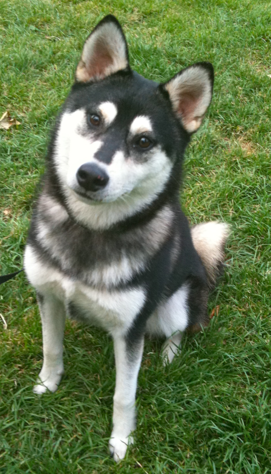 Dog Of The Day Kato The Klee Kai Shiba Inu Mix The Dogs Of San Francisco