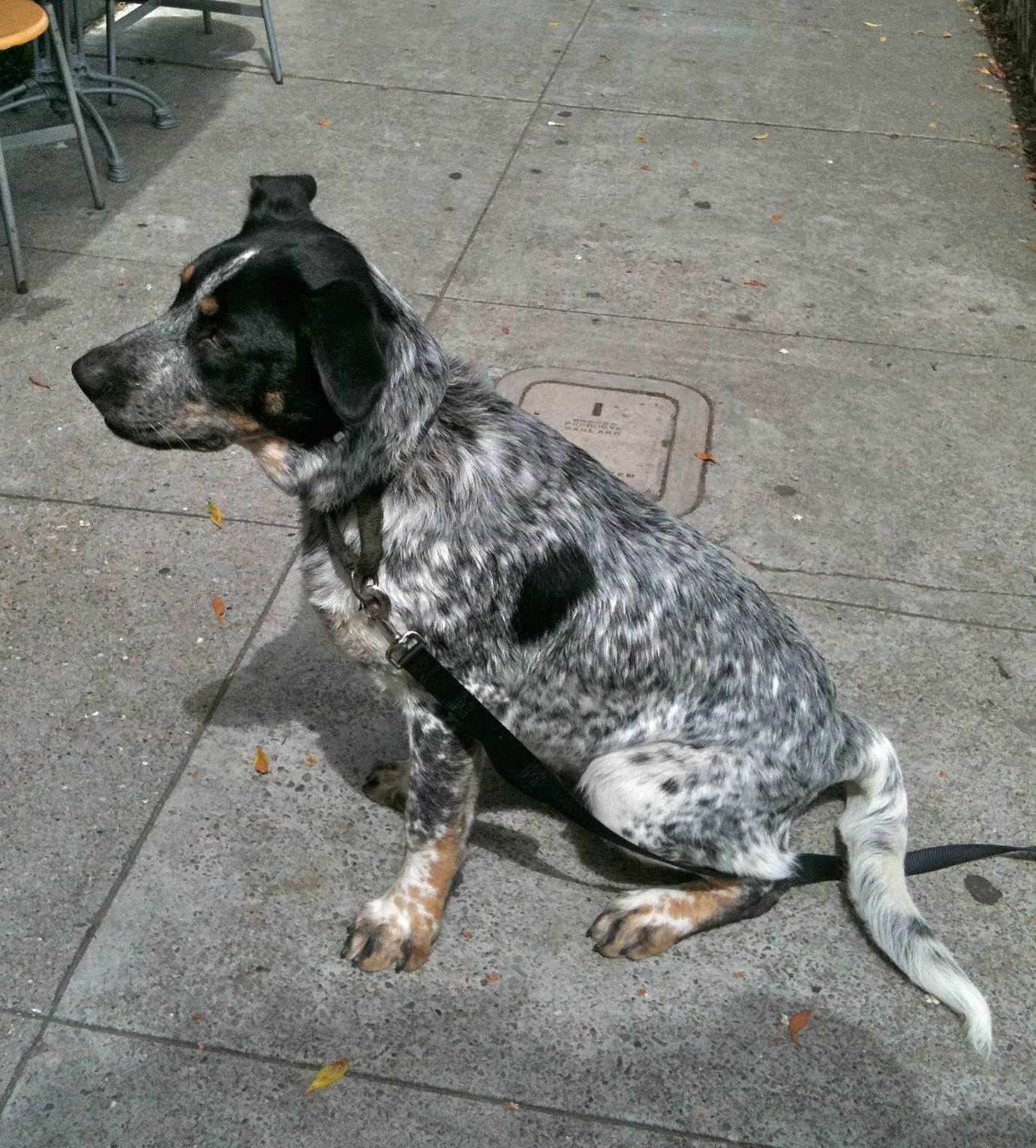 Dog Of The Day Mancha The German Shepherd Catahoula Leopard Dog Mix The Dogs Of San Francisco