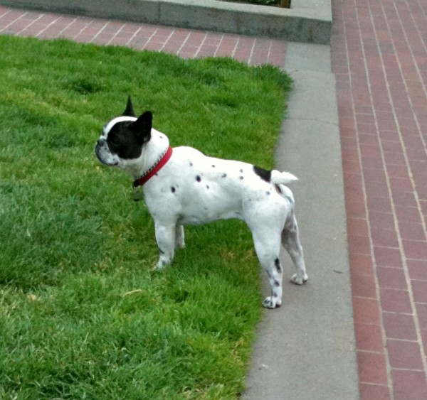 White French bulldog with black spots