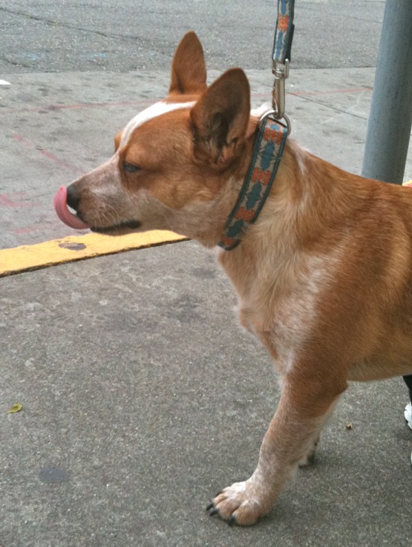 Pembroke Welsh Corgi/Australian Cattle Dog mix