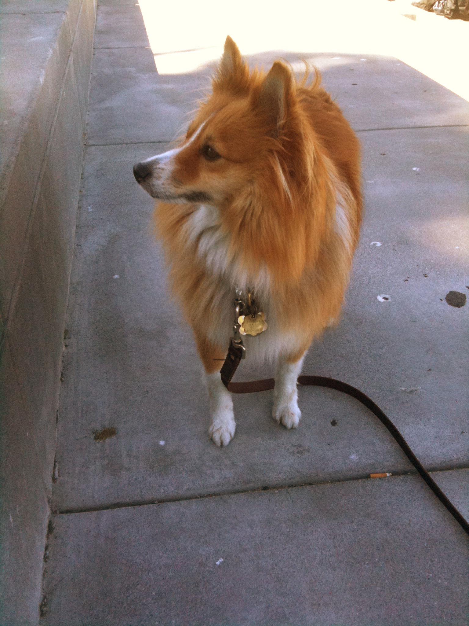 mundstykke Mose narre Dog of the Day: Mu Hsu the Sheltie/Pomeranian Mix | The Dogs of San  Francisco