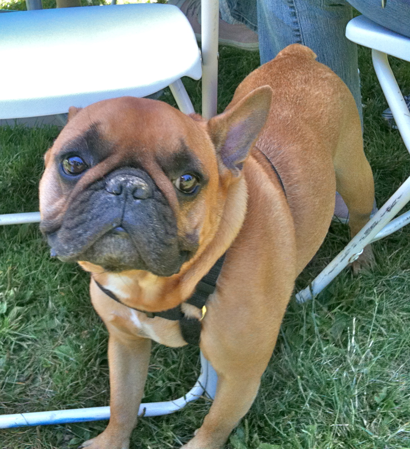 Dog of the Day Enzo the French Bulldog The Dogs of San